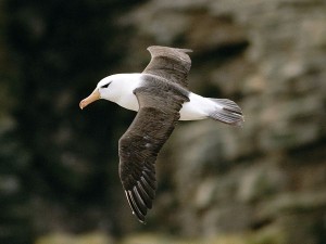 black-browed-albatross_464_600x450