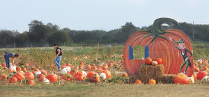 pumpkin-pickingg