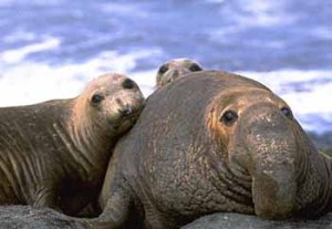Elephant-seal-family