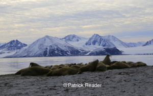 spitzbergen-walrus-svalbard-wildlife-walrus-patrick-reader-photography-arctic05-arctic-05-walrus-observation-arctic-ocean-walruses-morses