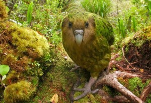 Kakapo-2