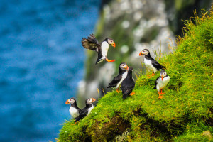 Puffins