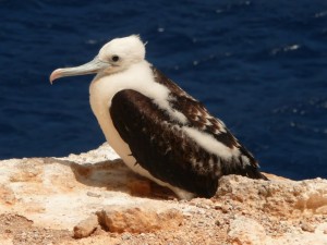 seabird