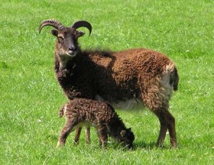 Soay sheep