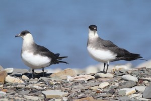 arctic-skua-couple-svalbard-6-june-2013