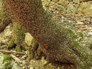 Sweetgum tree