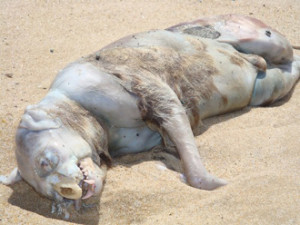 This photo of the "Montauk Monster" was taken by Christina Pampalone. Photo received on July 31, 2008.